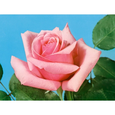 Róża wielkokwiatowa Rosa "Karolina"