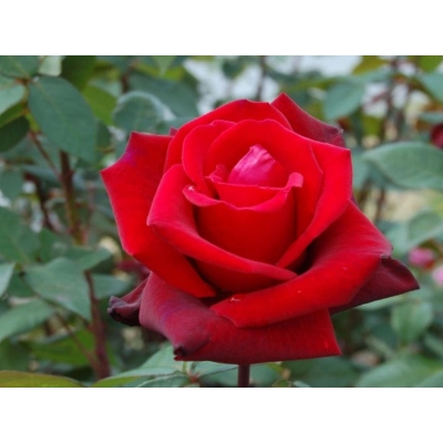 Róża wielkokwiatowa Rosa "Lichter Loch"