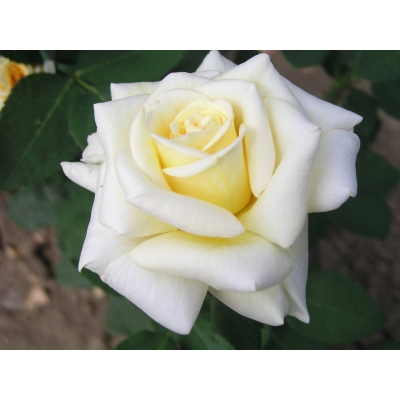 Róża wielkokwiatowa Rosa "Polar - Biała z żółtym"