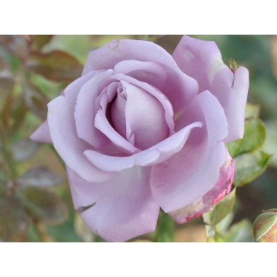 Róża pnąca Rosa arvensis "Indigolette"