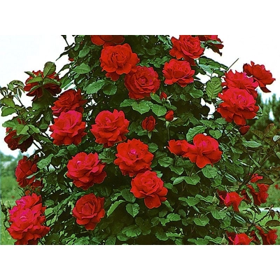 Róża pnąca Rosa arvensis "Muszimara"