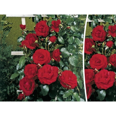 Róża pnąca Rosa arvensis "Blaze Superior"