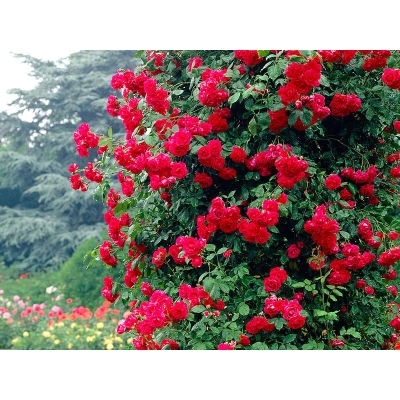 Róża pnąca Rosa arvensis "Paul Scarlet"