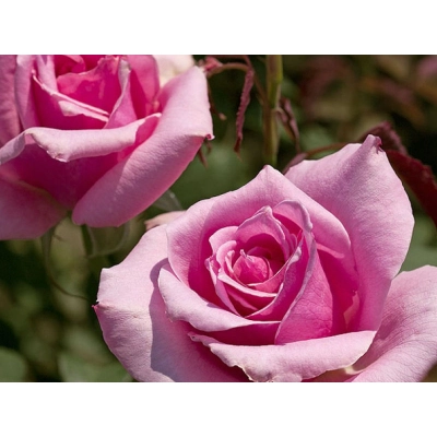 Róża pnąca Rosa arvensis "Eliffel"