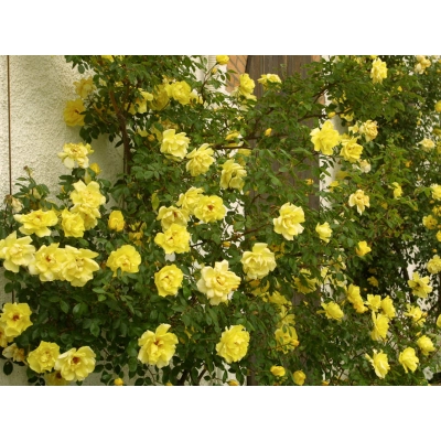 Róża pnąca Rosa arvensis " Golden Shower"