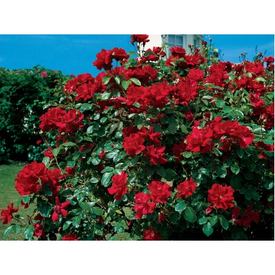 Róża pnąca Rosa arvensis "Don Juan"