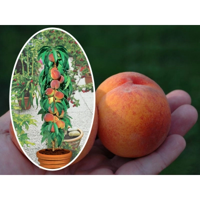 Brzoskwinia kolumnowa Prunus persica 'Kijowska'