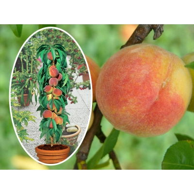 Brzoskwinia kolumnowa Prunus persica 'Velvet'