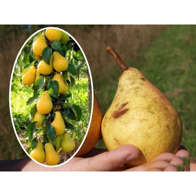 Grusza kolumnowa Pyrus 'Generał Leclerc'