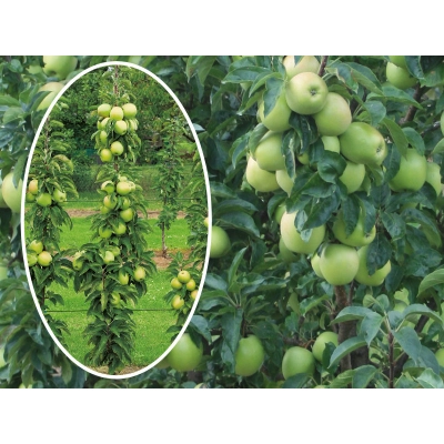 Jabłoń kolumnowa Malus 'Antonówka  '