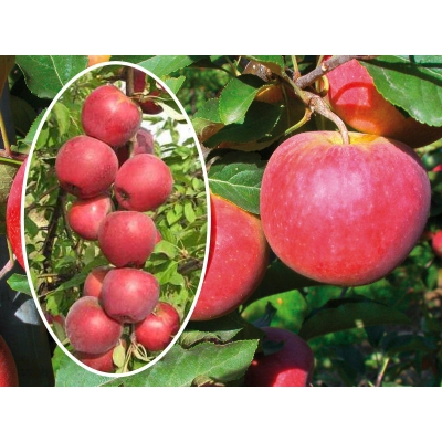 Jabłoń kolumnowa Malus 'Freedom '