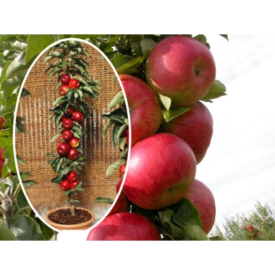 Jabłoń kolumnowa Malus 'Rajka   '