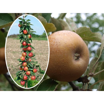Jabłoń kolumnowa Malus 'Szara Reneta'