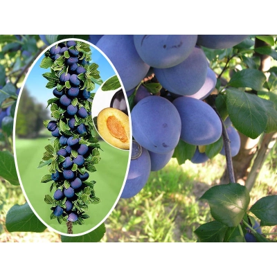 Śliwa kolumnowa Prunus 'Empress'