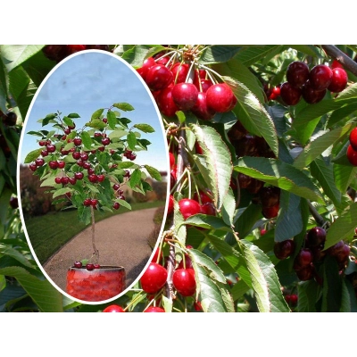 Wiśnia kolumnowa Cerasus 'Nefris'