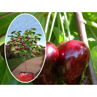 Wiśnia kolumnowa Cerasus 'Łupka Rosyjska'