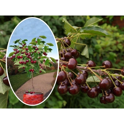 Wiśnia kolumnowa Cerasus 'Nowotomyska'