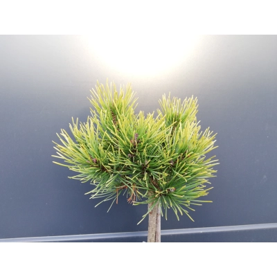 Sosna szczepiona 50cm  'Pinus'  Ophir