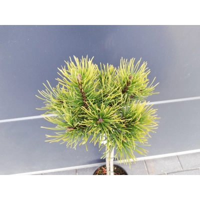 Sosna szczepiona 50cm  'Pinus'  Ophir