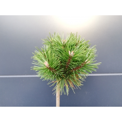 Sosna szczepiona  50cm 'Pinus mugo' Benjamin