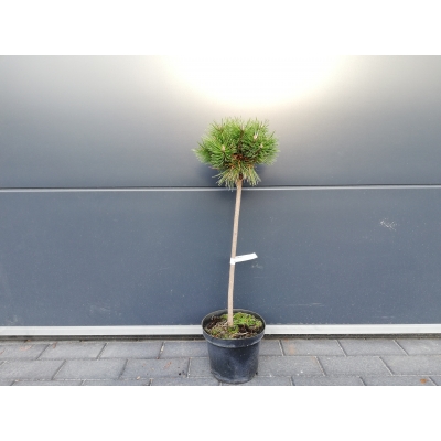 Sosna szczepiona  50cm 'Pinus mugo' Benjamin