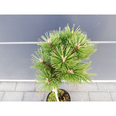 Sosna szczepiona  50cm 'Pinus mugo' Benjamin