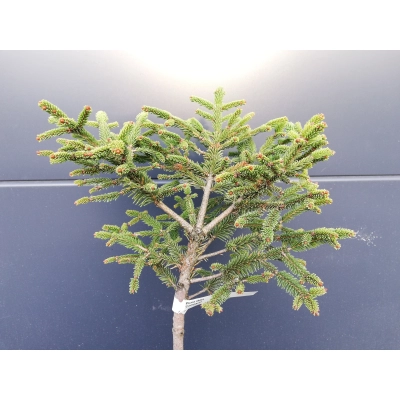 Świerk  szczepiony  50cm 'Picea abies' Compacta