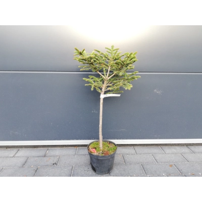 Świerk  szczepiony  50cm 'Picea abies' Compacta