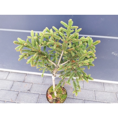 Świerk  szczepiony  50cm 'Picea abies' Compacta