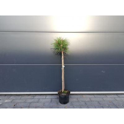 Sosna szczepiona  50cm 'Pinus nigra' Globosa