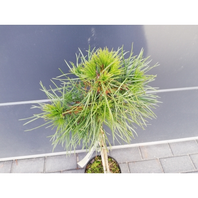 Sosna szczepiona  50cm 'Pinus sylw.' Globosa Virdis
