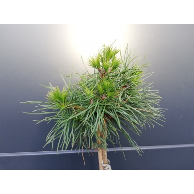Sosna szczepiona  50cm 'Pinus sylw.' Globosa Virdis