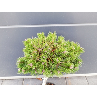 Sosna szczepiona  50cm 'Pinus mugo' Wells Prostate
