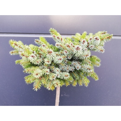 Świerk  szczepiony  50cm 'Picea om.' Aleksander