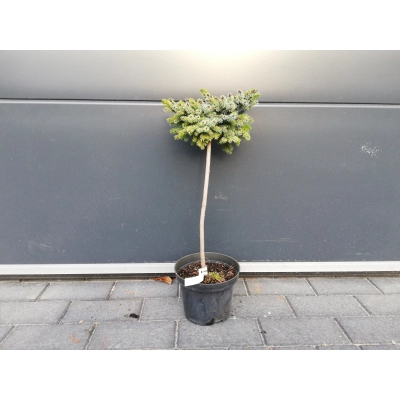 Świerk  szczepiony  50cm 'Picea om.' Aleksander