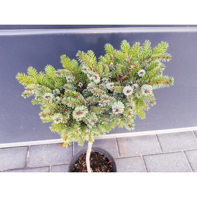 Świerk  szczepiony  50cm 'Picea om.' Aleksander