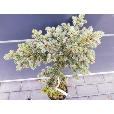 Świerk  szczepiony  50cm 'Picea pung.' Tokarz