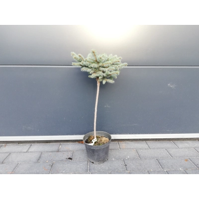 Świerk  szczepiony  50cm  'Picea pung.' Glauca Pyramidalis