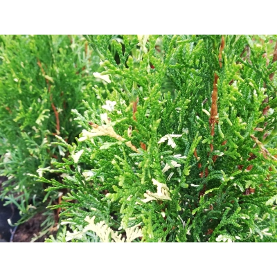 Tuja szmaragd Thuja occidentalis "Kosmos"