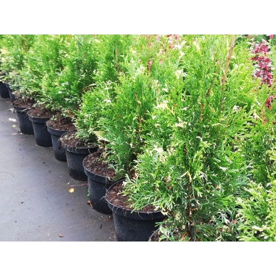 Tuja szmaragd Thuja occidentalis 