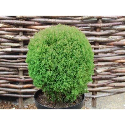 Tuja Thuja occidentalis kulka Tedy