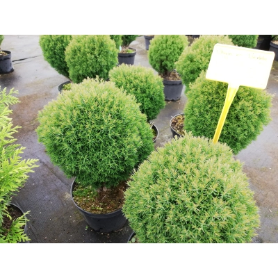 Tuja Thuja occidentalis kulka Tedy