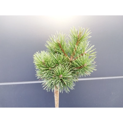 Sosna szczepiona  50cm 'Pinus Mugo' Kosodrzewina