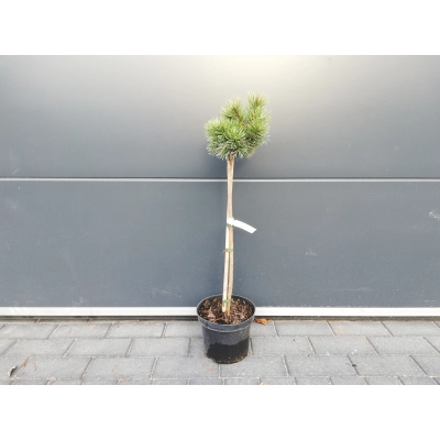 Sosna szczepiona  50cm 'Pinus Mugo' Kosodrzewina