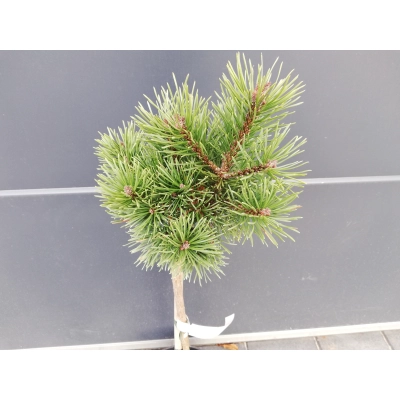 Sosna szczepiona  50cm 'Pinus Mugo' Kosodrzewina