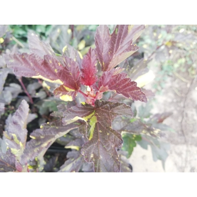 Pęcherznica Physocarpus opulifolius 
