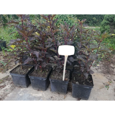 Pęcherznica Physocarpus opulifolius 