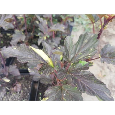 Pęcherznica Physocarpus opulifolius "Salamandra dwukolorowa"