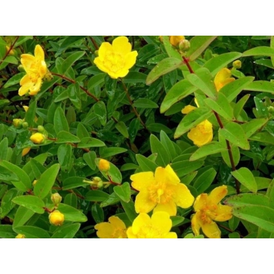 Dziurawiec 'Hidcote'