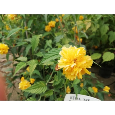Keria Japońska 'Planiflora' złotlin